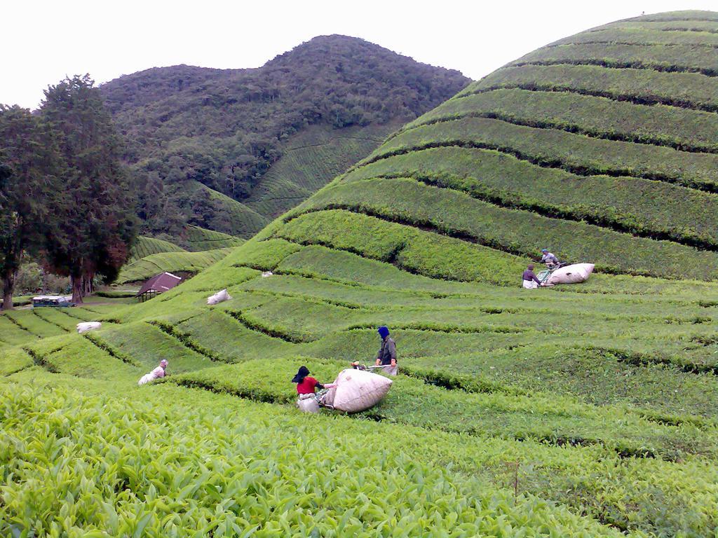 Hillview Inn Cameron Highlands Exterior photo